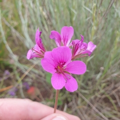 Pelargonium rodneyanum