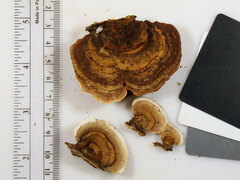 Gloeoporus dichrous