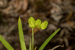 Freesia leichtlinii