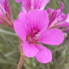 Pelargonium rodneyanum