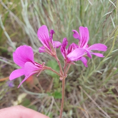 Pelargonium rodneyanum