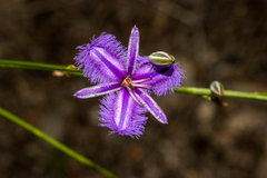 Thysanotus racemoides