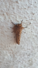 Ptilophora plumigera