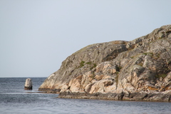 Calothrix scopulorum