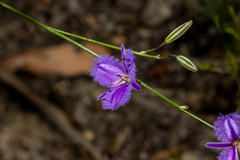 Thysanotus racemoides