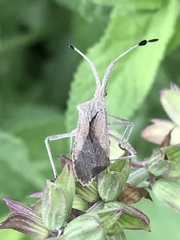 Chariesterus antennator