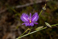 Thysanotus racemoides