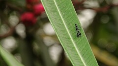 Odontomantis planiceps