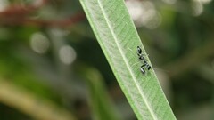 Odontomantis planiceps