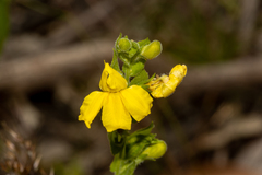 Goodenia amplexans