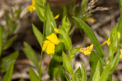Goodenia amplexans