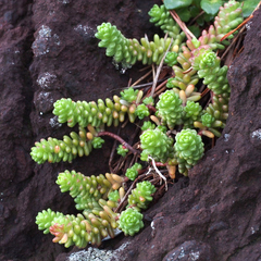 Sedum japonicum