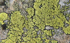 Rhizocarpon geographicum