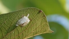 Odontomantis planiceps