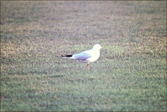 Chroicocephalus ridibundus