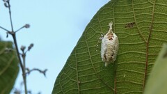 Odontomantis planiceps