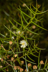 Acacia rupicola