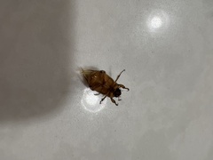 Cyclocephala signaticollis