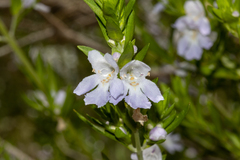Prostanthera behriana