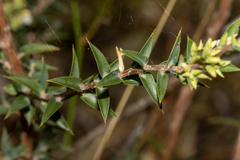 Leucopogon