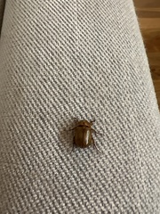 Cyclocephala signaticollis