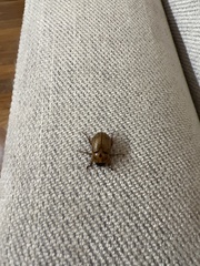 Cyclocephala signaticollis