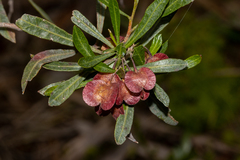 Dodonaea viscosa spatulata