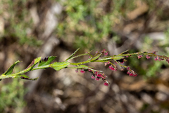 Gonocarpus tetragynus