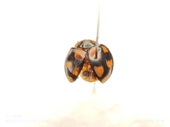 Coelophora inaequalis