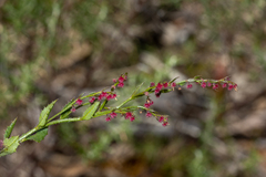 Gonocarpus tetragynus