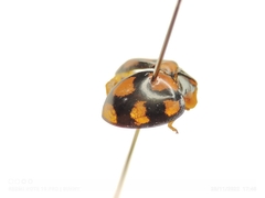 Coelophora inaequalis