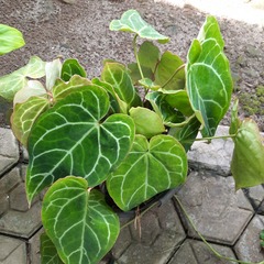 Anthurium crystallinum