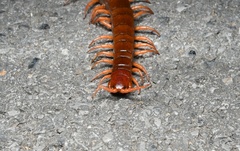 Scolopendra dehaani