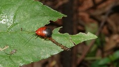 Hemithyrsocera palliata