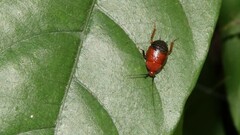 Hemithyrsocera palliata