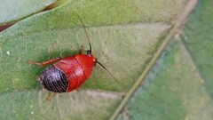 Hemithyrsocera palliata