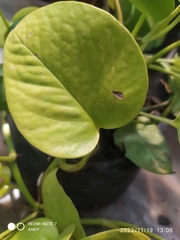 Epipremnum