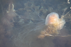 Cyanea capillata