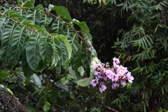 Lagerstroemia speciosa