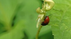 Hemithyrsocera palliata