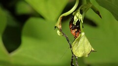 Hemithyrsocera palliata