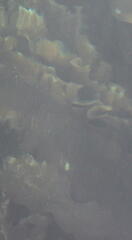 Saccharina latissima