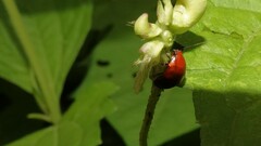 Hemithyrsocera palliata