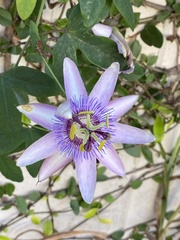 Passiflora × kewensis