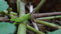 Xenocatantops humilis