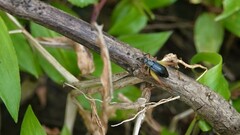 Trigonidium cicindeloides