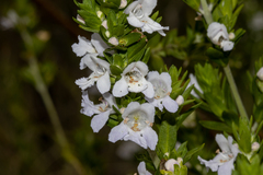 Prostanthera behriana