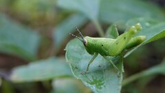 Xenocatantops humilis