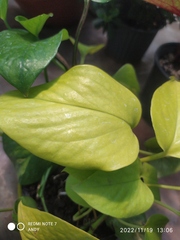 Epipremnum
