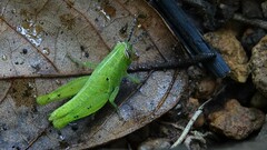 Xenocatantops humilis